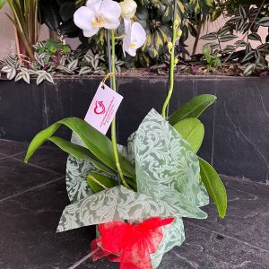 Orquídea en Macetero de Vidrio. 2 varas.