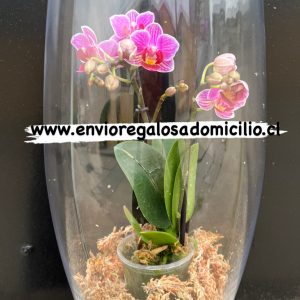 MIni Orquídea en Florero de Vidrio