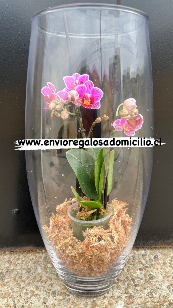 MIni Orquídea en Florero de Vidrio